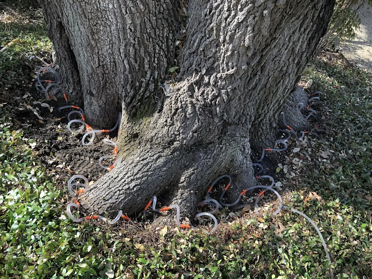 Detailed Tree Cabling and Bracing job site in West Chesterfield