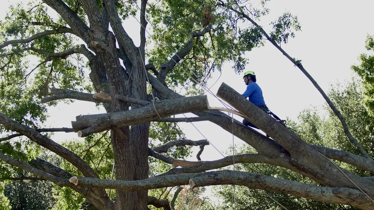 Professional Crown Thinning performed by certified arborists in West Chesterfield