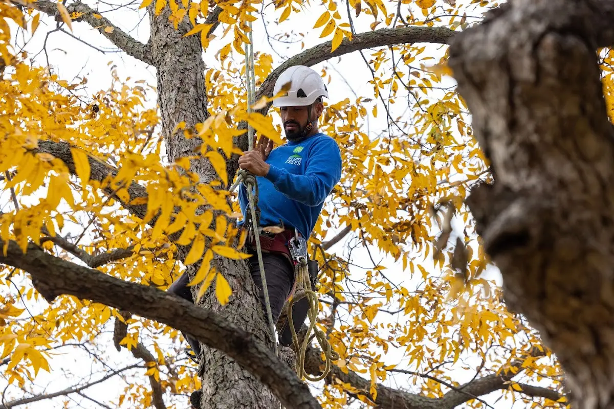 Skilled Tree Pruning crew working in West Chesterfield