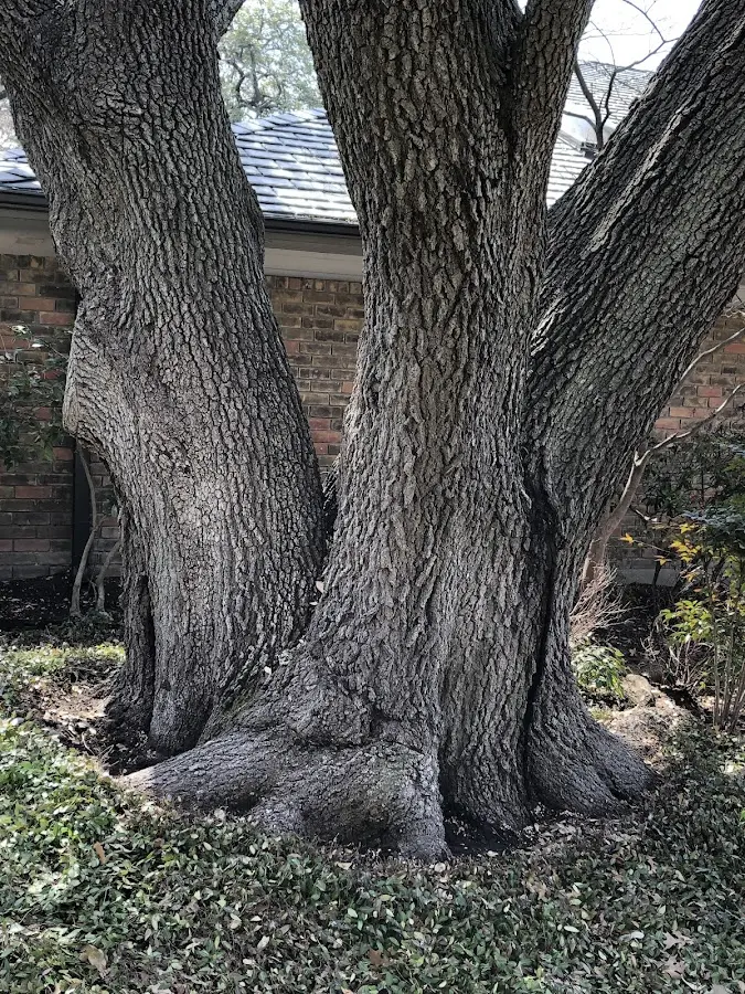 Mature heritage tree close to a West Chesterfield property cared for by certified arborists